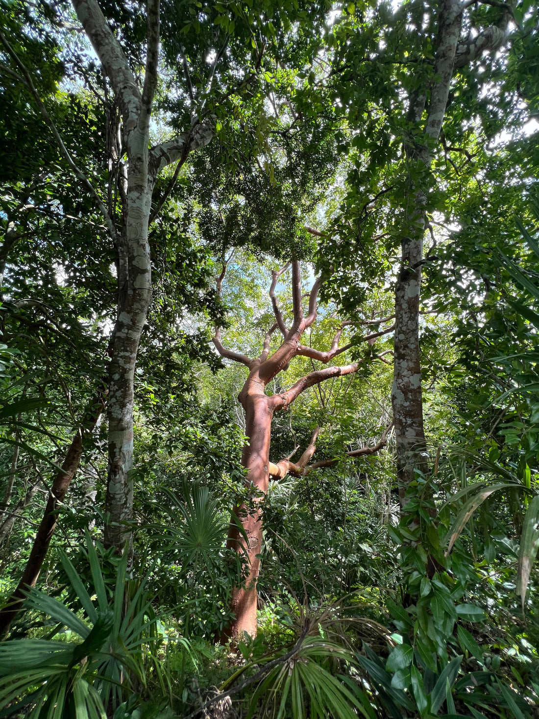 Embracing Authenticity in a Loud World: Finding Calm Through Nature and Ancient Traditions